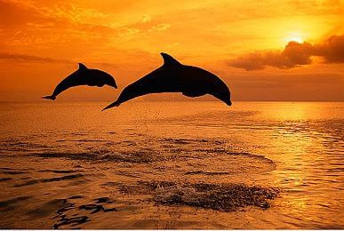 《PUI PUI 天竺鼠车车一起来！》推出免费升级